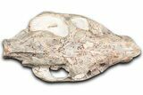 Superb, Fossil Oreodont (Merycoidodon) Skull - South Dakota #355527-6